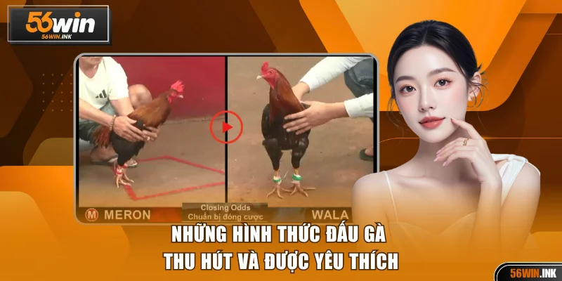 Những hình thức đấu gà thu hút và được yêu thích