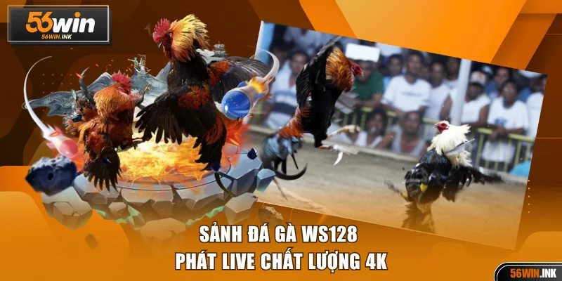 Sảnh đá gà WS128 phát live chất lượng 4K